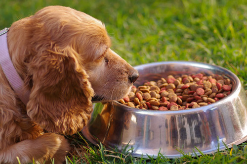 Caninelymfoom holistische behandeling